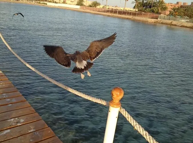 Scandic * Hurghada